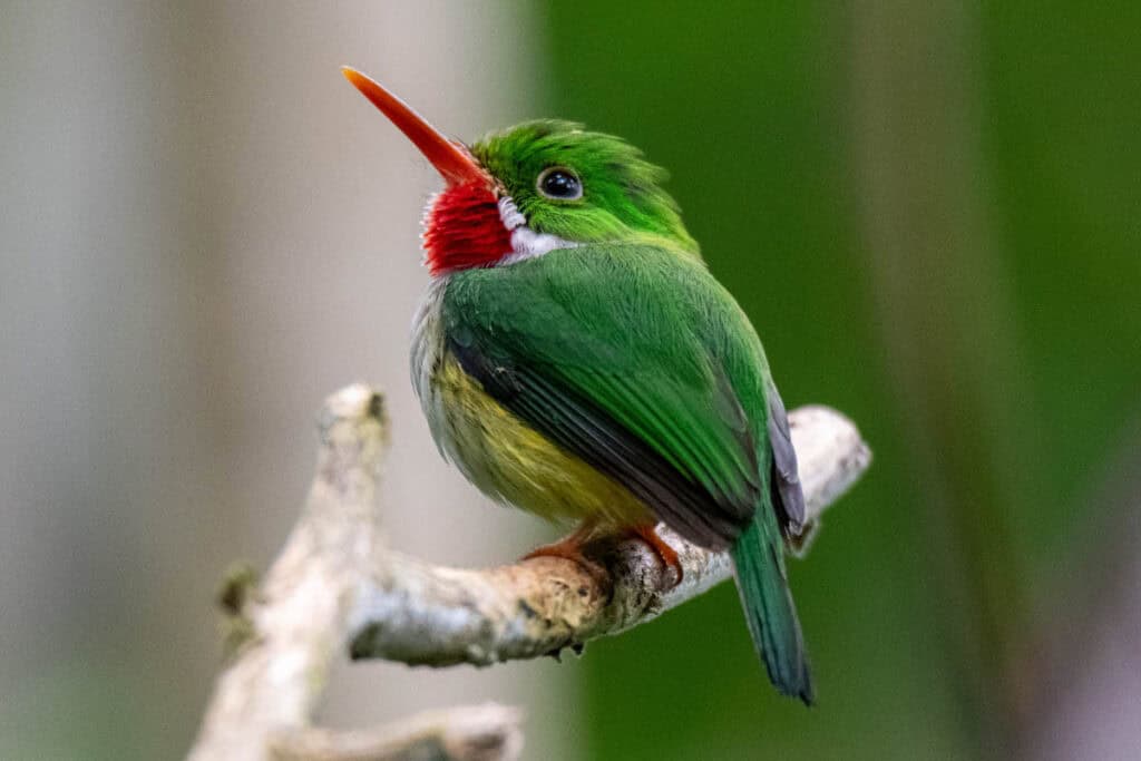 A Puerto Rican tody at El Yunque National Forest in Puerto Rico
